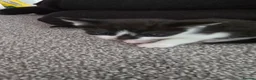 Mixed Breed cats for sale: 3 kittens for sale in Darlington - Advert 2