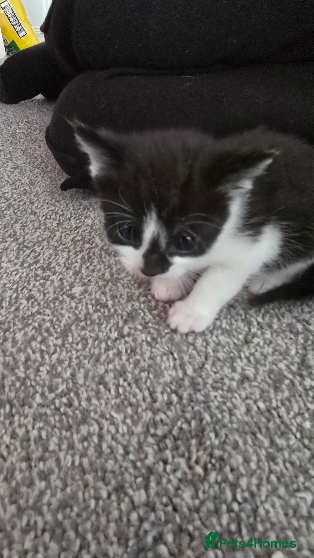 Mixed Breed cats for sale: 3 kittens for sale in Darlington - Advert 2