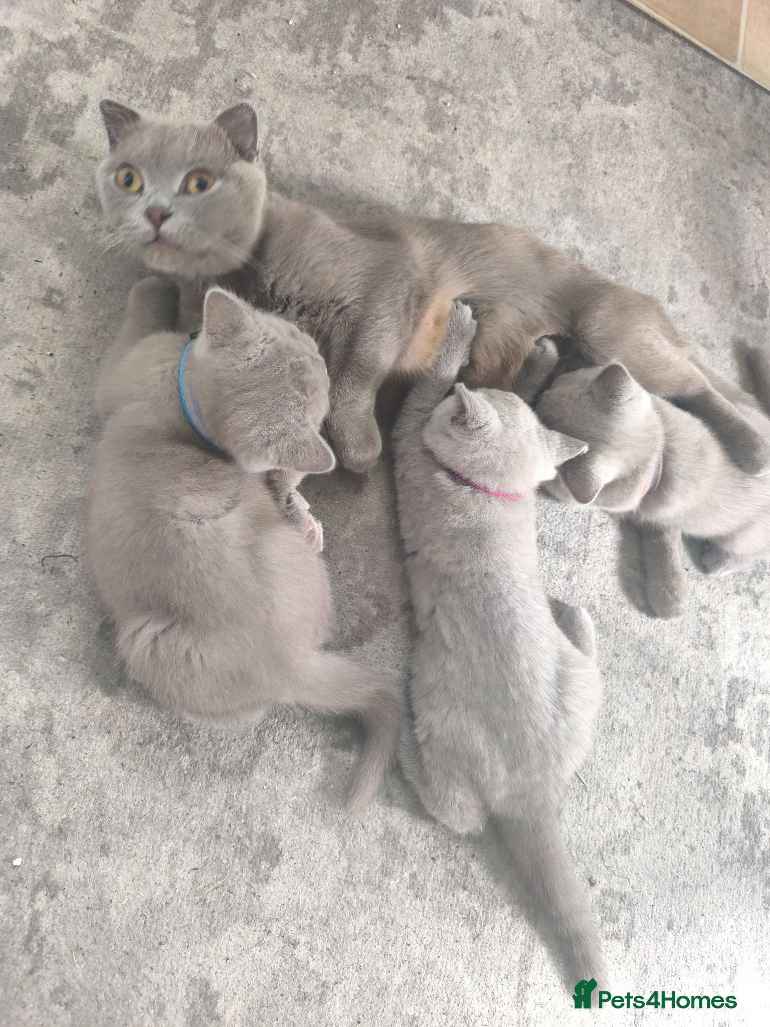 British Shorthair cats Stunning lilac kittens - Advert 10