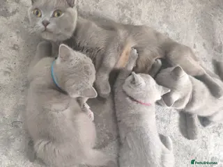 British Shorthair cats Stunning lilac kittens - Advert 10