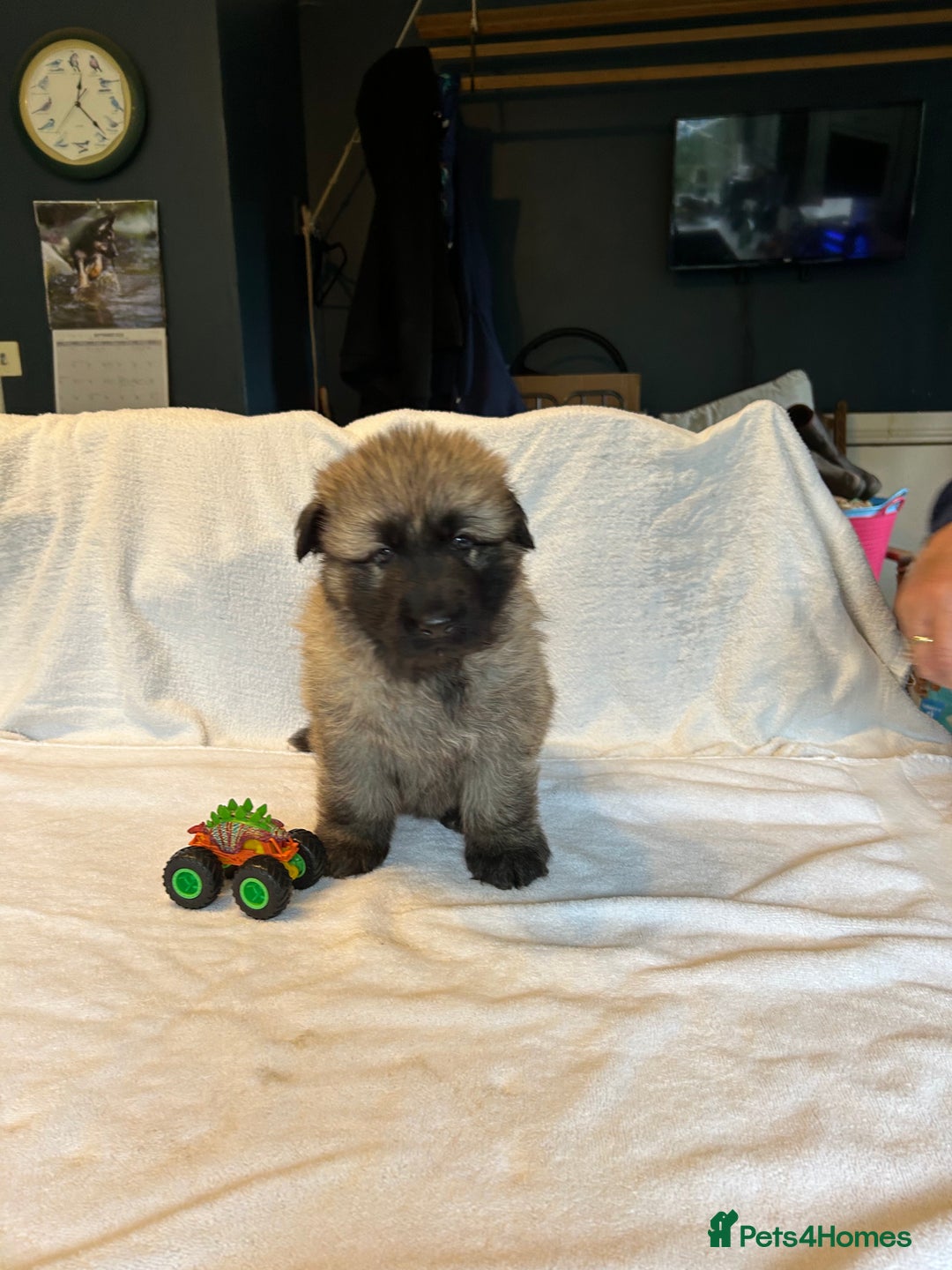 German Shepherd dogs for sale: KC Long Coated German Shepherd Puppies  - Image 3