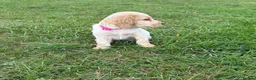 Cocker Spaniel dogs for sale:  show type cocker spaniel puppies🐾 - Advert 21