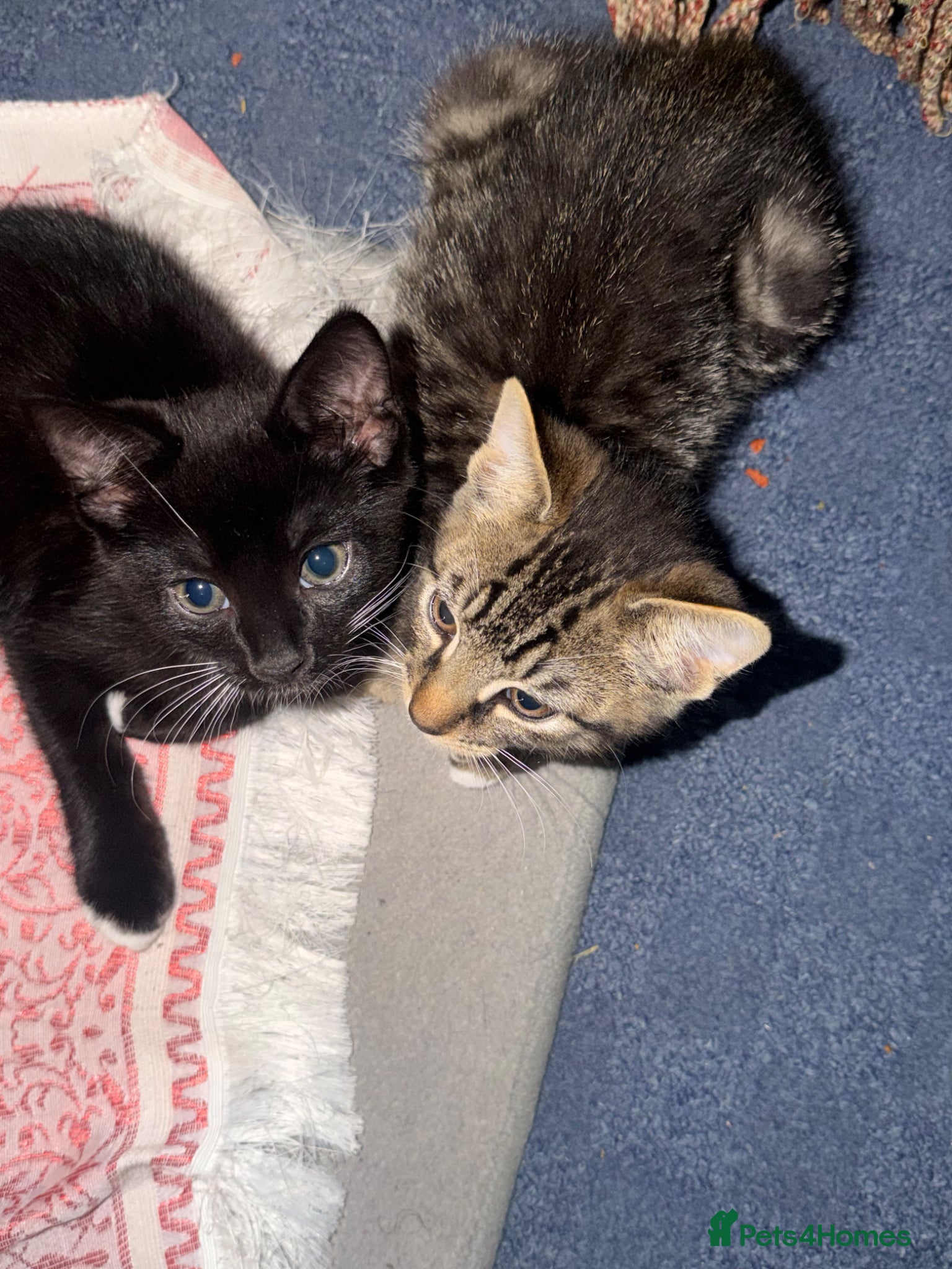 Mixed Breed cats Two Female Kittens – 8 Weeks Old - Advert 14