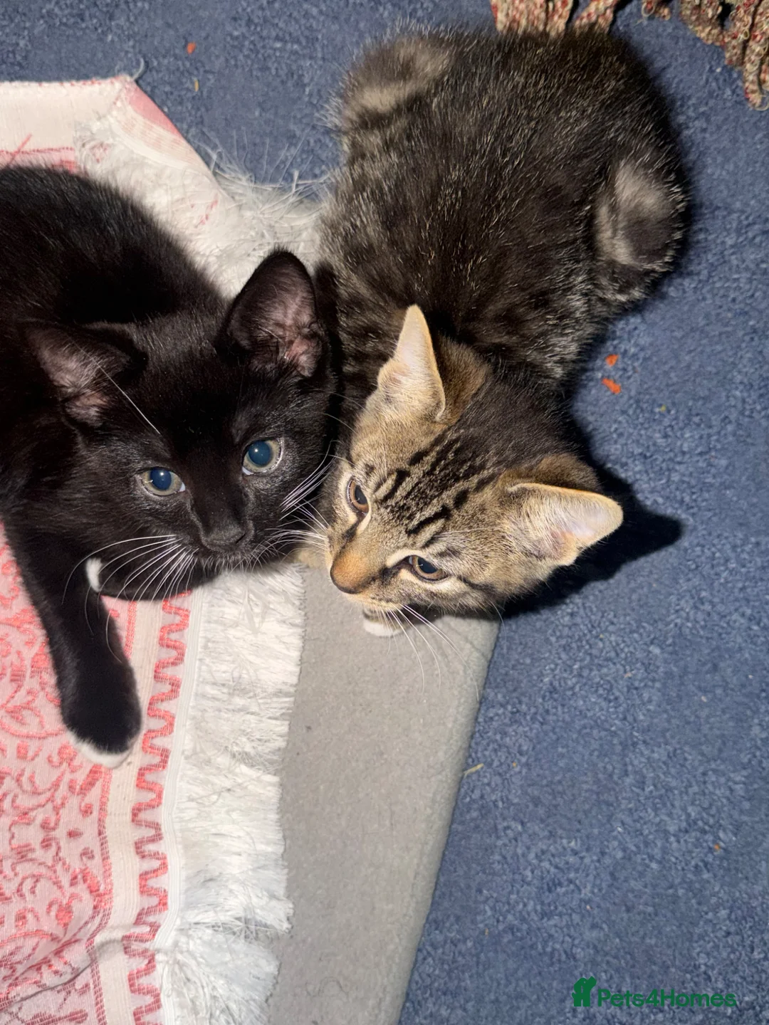 Mixed Breed cats for sale: Two Female Kittens – 8 Weeks Old - Advert 1