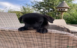 Labrador Retriever dogs for sale: KC registered working fieldtrial Labrador puppies  - Image 18