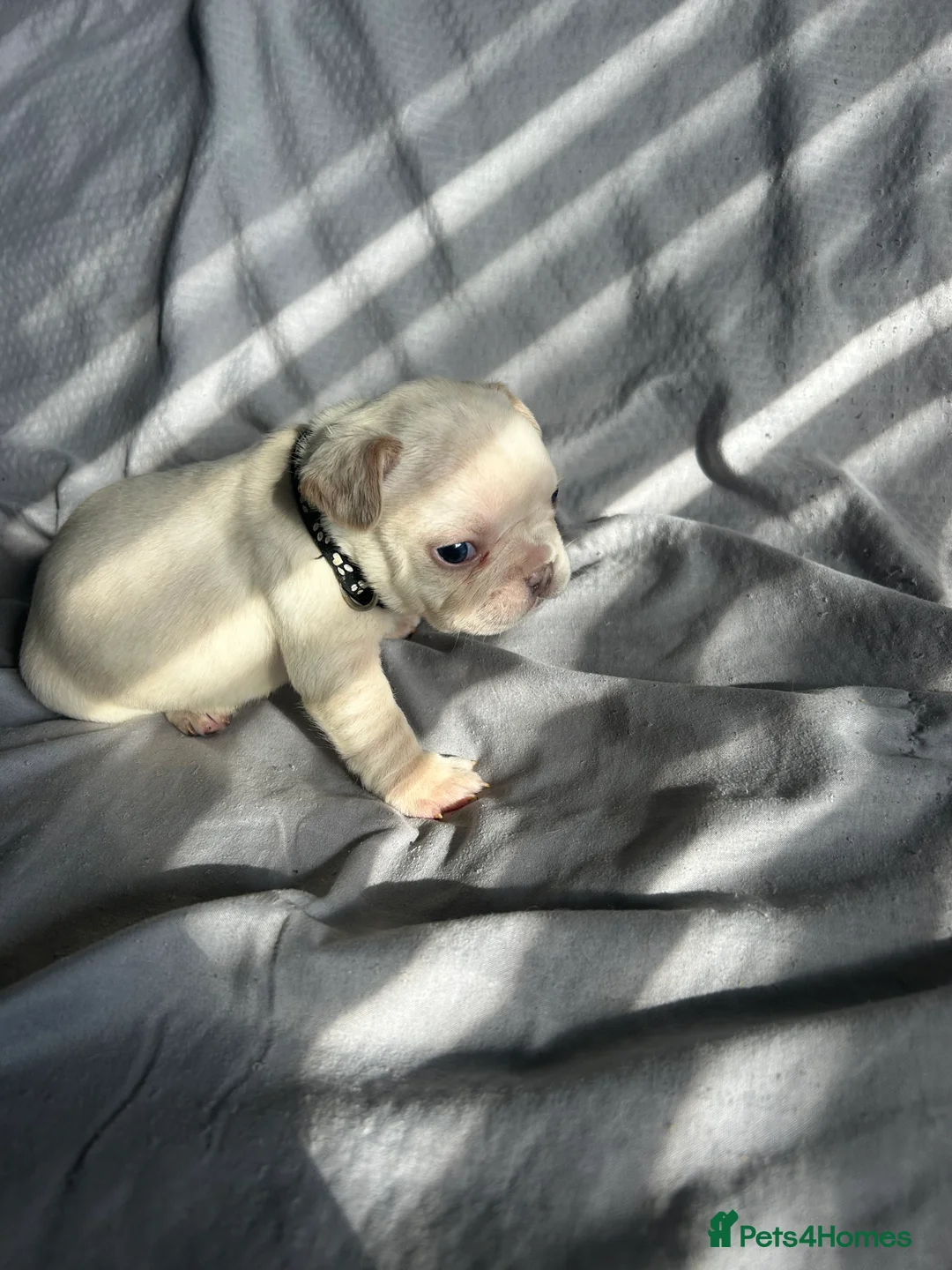 French Bulldog dogs for sale: 9 top quality fluffy carrying french bulldogs  - Advert 22