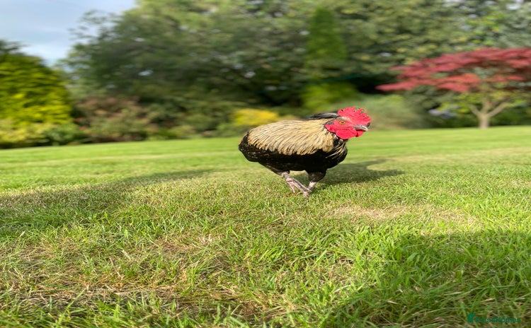 Chickens poultry - Advert 12