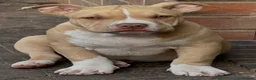 American Bully dogs for sale: American  bully puppies - Advert 7