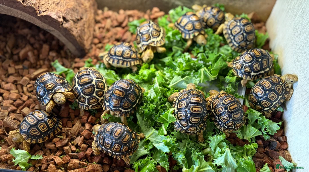 Tortoise reptiles for sale: Leopard Tortoises- babies - Advert 1