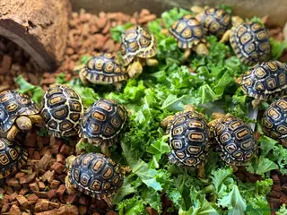Tortoise reptiles Leopard Tortoises- babies - Advert 7