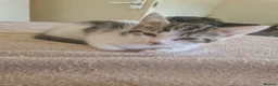 Mixed Breed cats for sale: Kittens for sale  in South Croydon - Advert 3