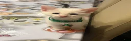 Turkish Angora cats for sale: Mix Turkish Angora kitten - Advert 10