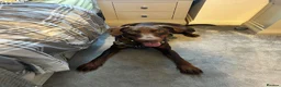 Dobermann dogs for sale: Potential 5* dobermann just needs a stable home - Advert 1