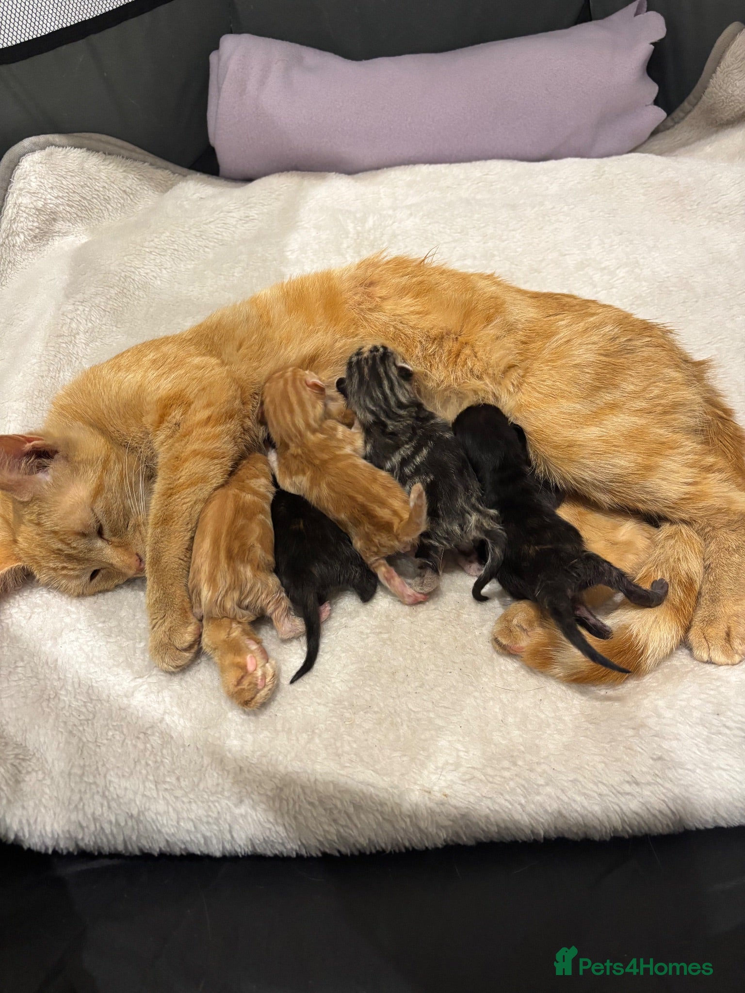 Mixed Breed cats Beautiful Kittens Looking for Their Forever Homes - Advert 11