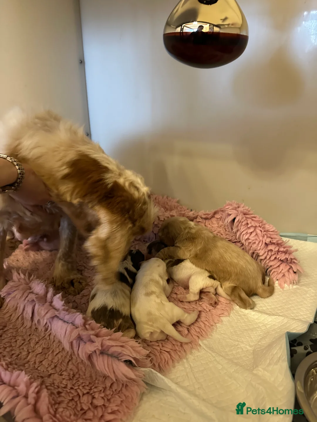 Cocker Spaniel dogs for sale: Health tested pure show cocker spaniels  - Advert 2