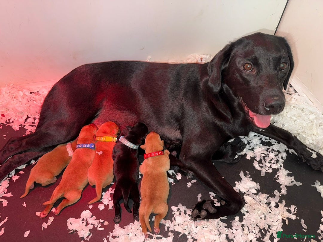 Labrador Retriever dogs for sale: Fox Red Labrador Bitch - Image 5