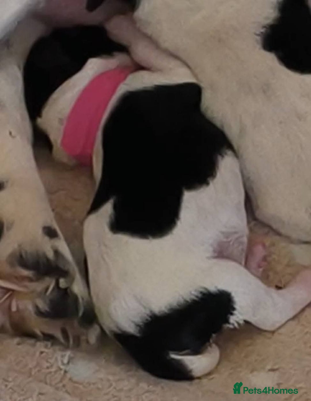Mixed Breed dogs for sale: Gorgeous pups 🤩 ( cocker Bassett x Shichon ) - Image 2