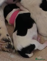 Mixed Breed dogs - Advert 11