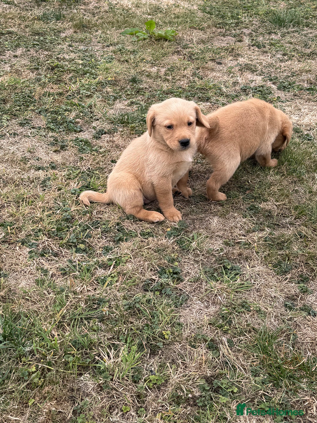 Goldador dogs for sale: Gorgoeus Goldador’s-Health Tested  - Image 11