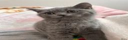 British Shorthair cats for sale: British Shorthair Kittens in Rochester - Advert 15