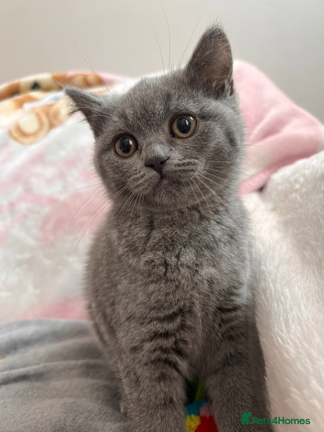 British Shorthair cats for sale: British Shorthair Kittens in Rochester - Advert 15