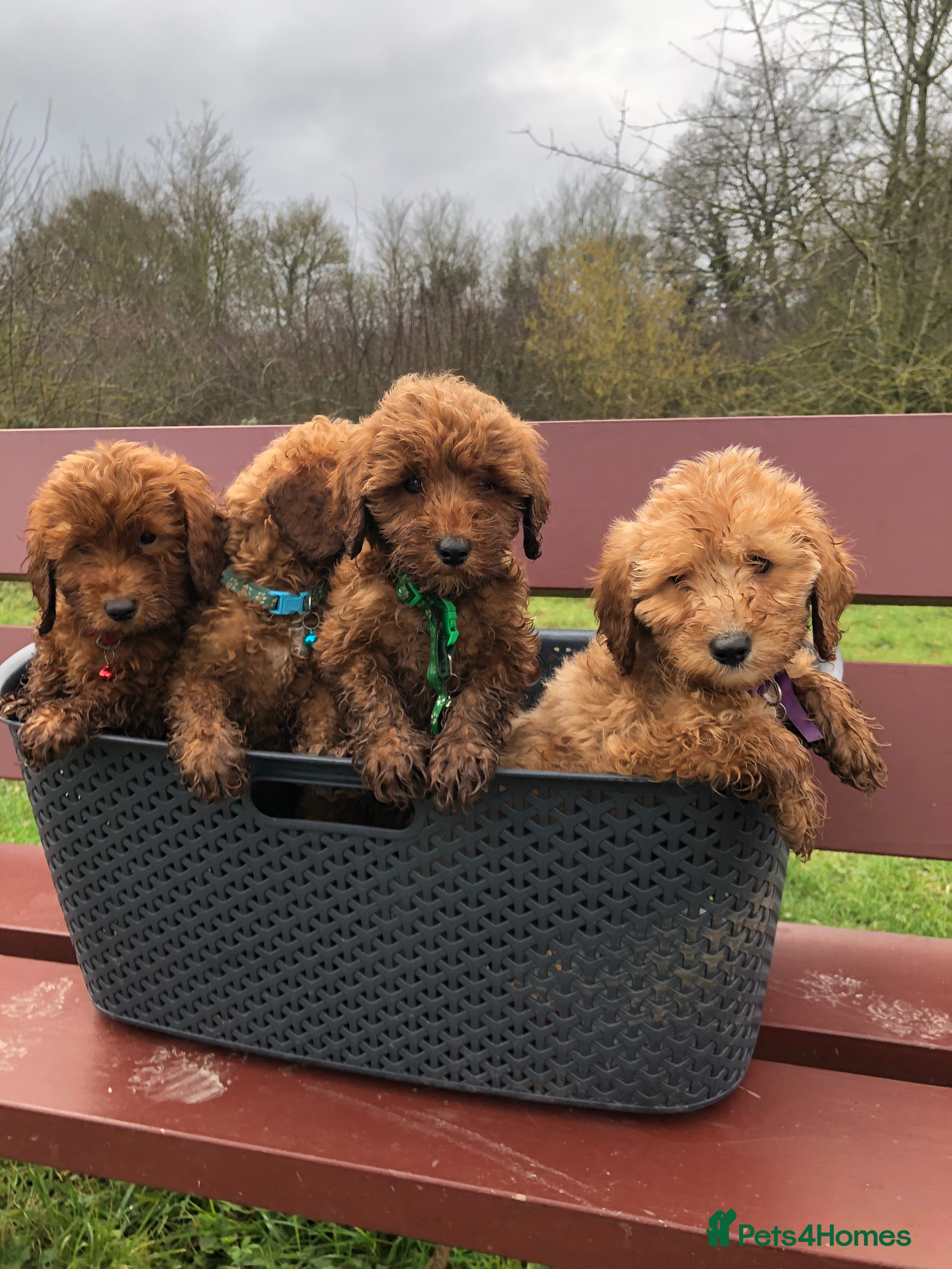 Cockapoo dogs Beautiful Curley cockapoo - Advert 2