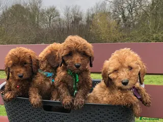 Cockapoo dogs Beautiful Curley cockapoo - Advert 3