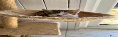 Mixed Breed Kitten 2