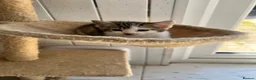 Mixed Breed cats for sale: beautiful kittens  in Slough - Advert 9