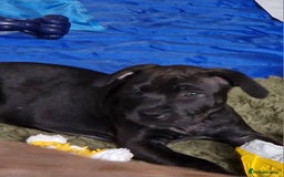 Staffordshire Bull Terrier dogs for sale: Beautiful Staffy Girl - Image 9