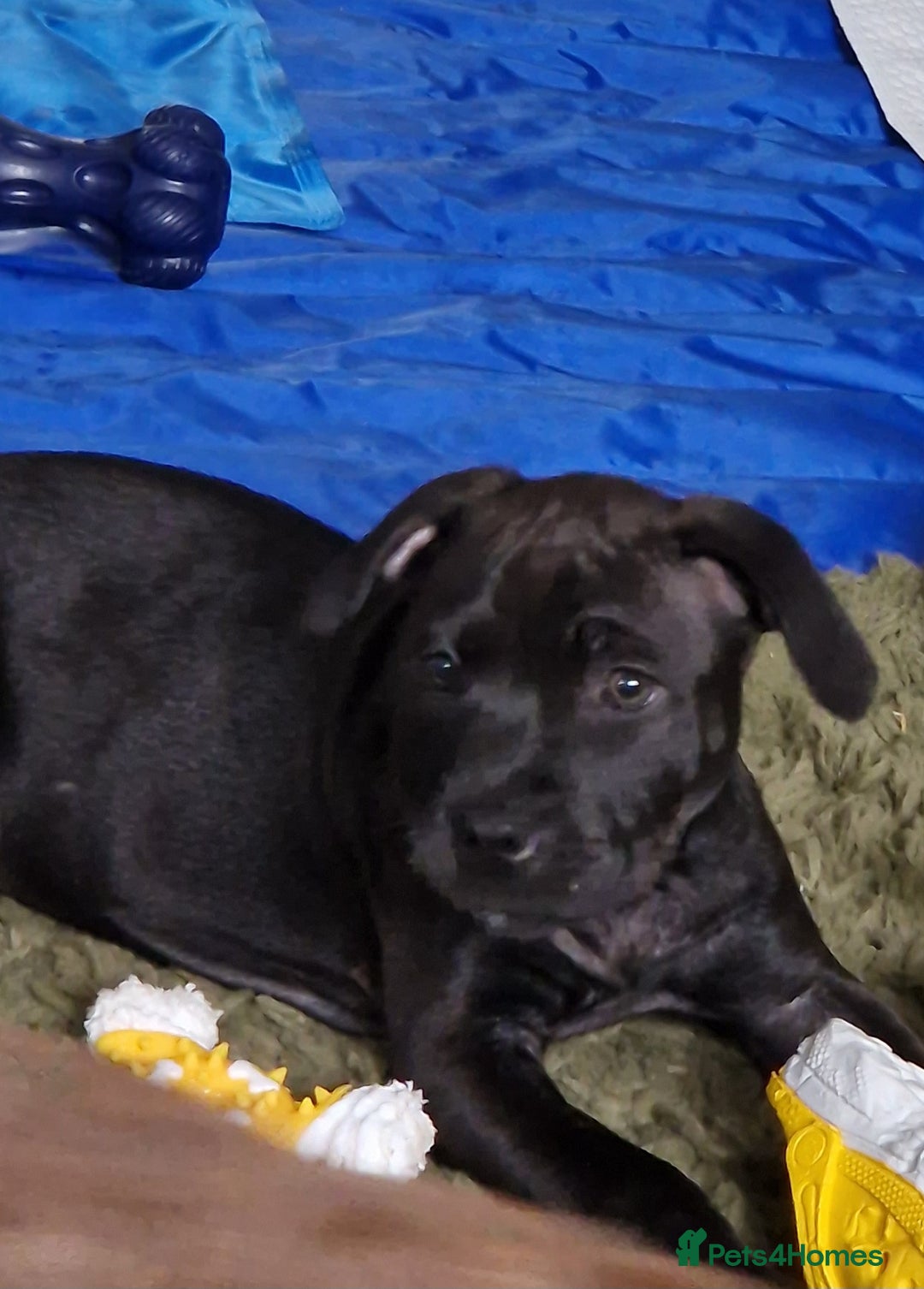 Staffordshire Bull Terrier dogs for sale: Beautiful Staffy Girl - Image 9