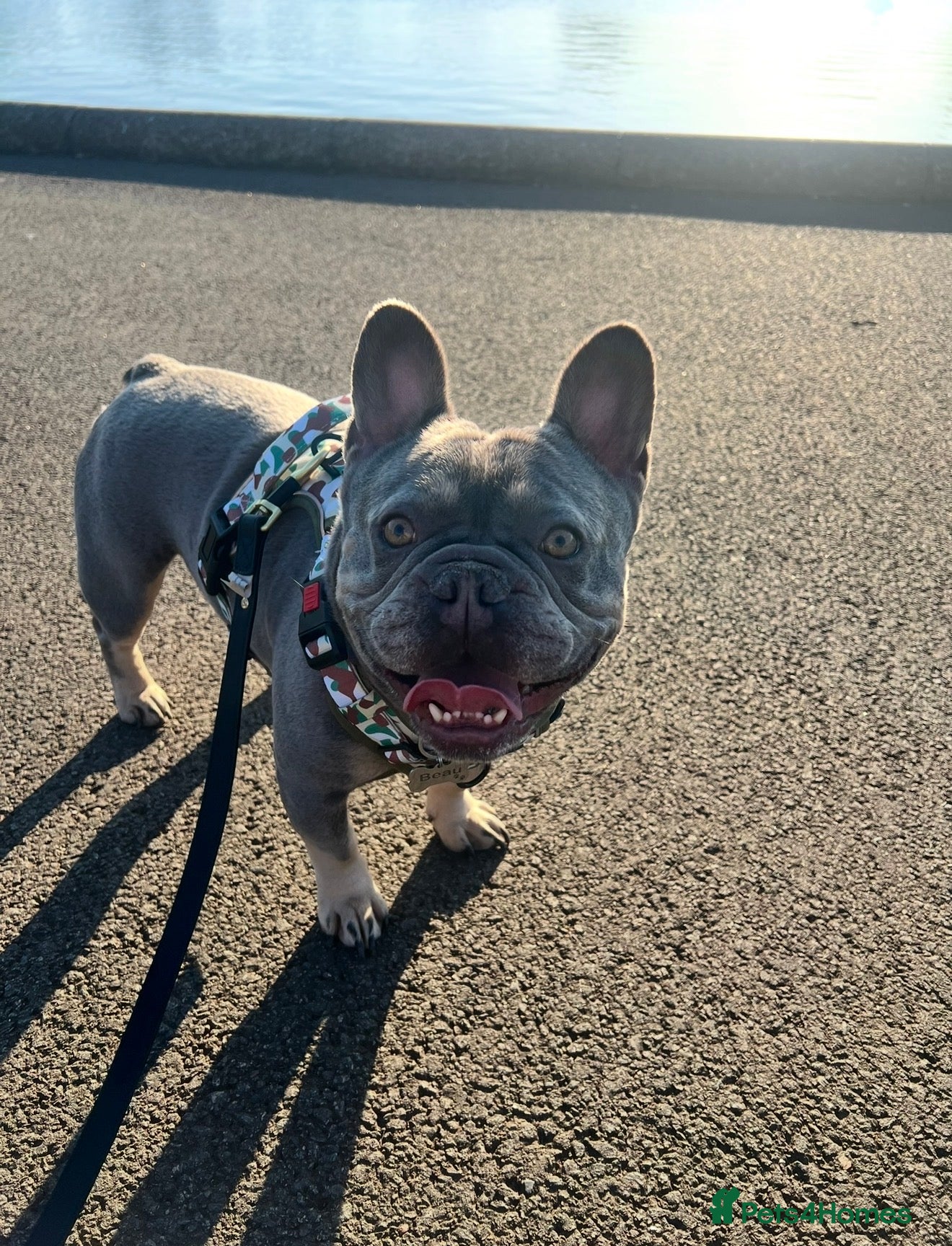 French Bulldog dogs French bulldog  - Advert 1
