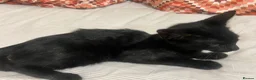 Domestic Shorthair cats for sale: Kitten for sale  in Manchester - Advert 3