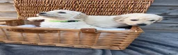 Goldendoodle dogs for sale: 🐾 Beautiful Multi-Gen Goldendoodle Puppies in Clacton-on-Sea - Advert 8