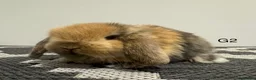 Mini Lop rabbits for sale: ⭐️mini lops nearly ready to go ⭐️ - Advert 4