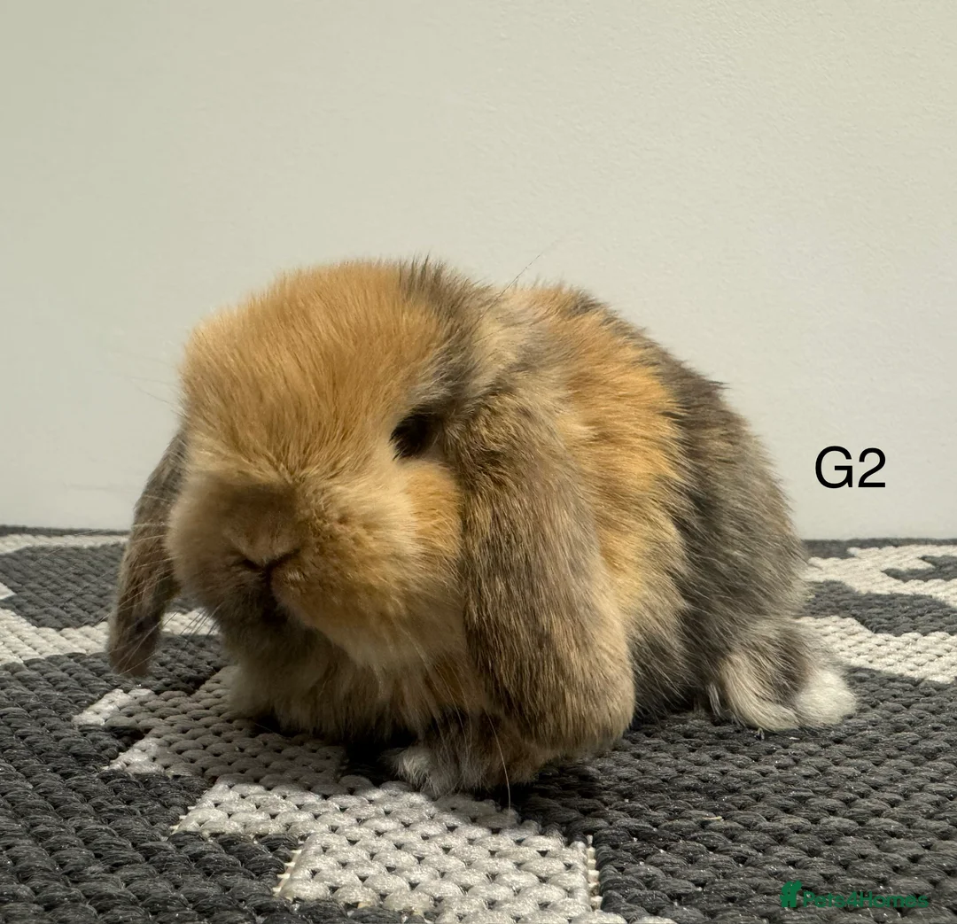 Mini Lop rabbits for sale: ⭐️mini lops nearly ready to go ⭐️ - Advert 4
