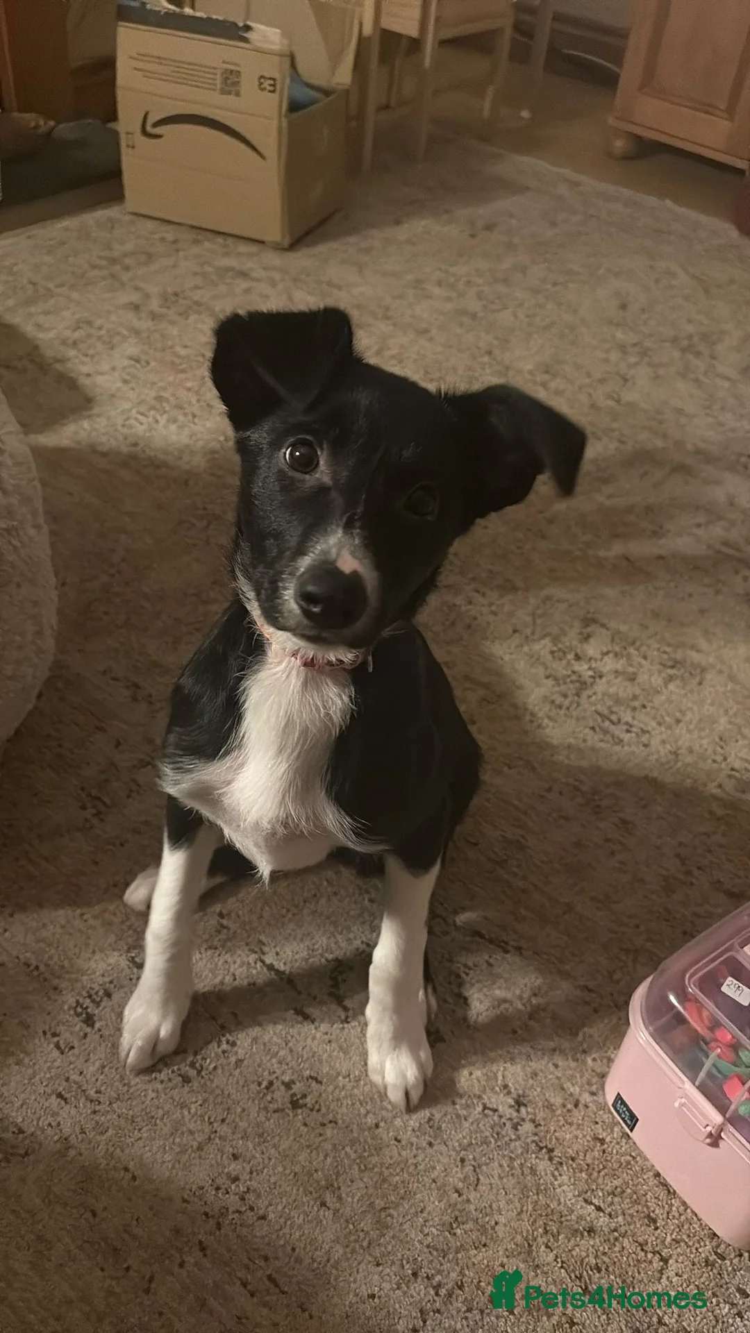 Border Collie dogs for sale: 7 month old girl full border collie  - Advert 2