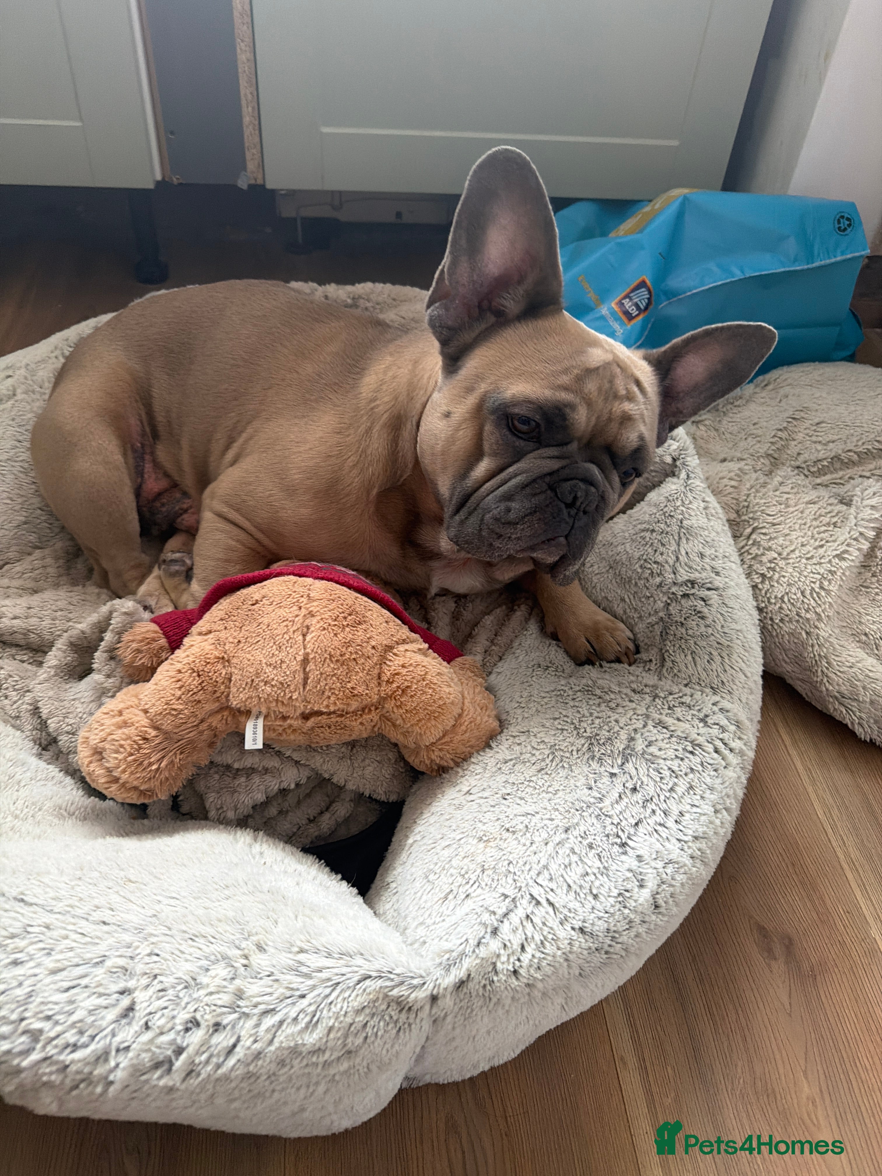 French Bulldog dogs Male frenchie - Advert 1