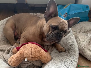 French Bulldog dogs Male frenchie - Advert 5