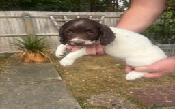 English Springer Spaniel dogs for sale: Springer spaniels puppies - Image 5