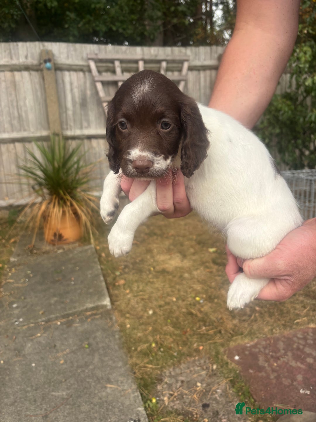 English Springer Spaniel dogs for sale: Springer spaniels puppies - Image 5