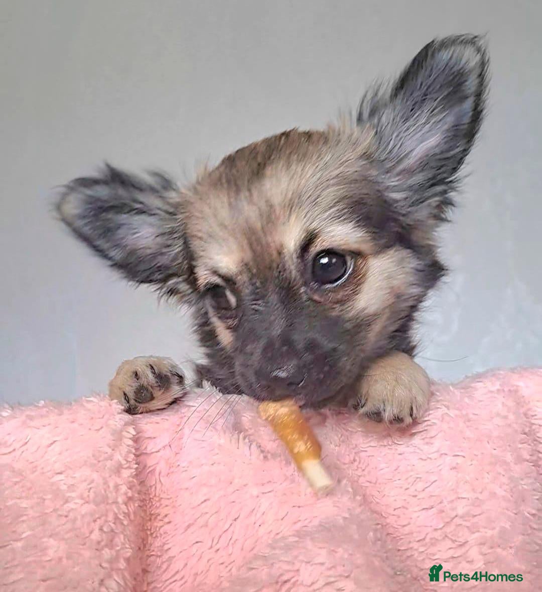 Chihuahua dogs *Last boy* long Coat Chihuahua male pup - Advert 20