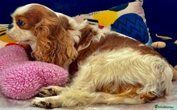 Cavalier King Charles Spaniel dogs for adoption: Daisy’s Story: Saved from the Brink of Death - Image 6