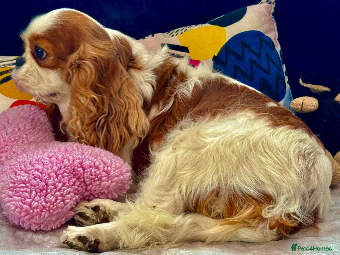 Cavalier King Charles Spaniel dogs for adoption: Daisy’s Story: Saved from the Brink of Death - Image 6