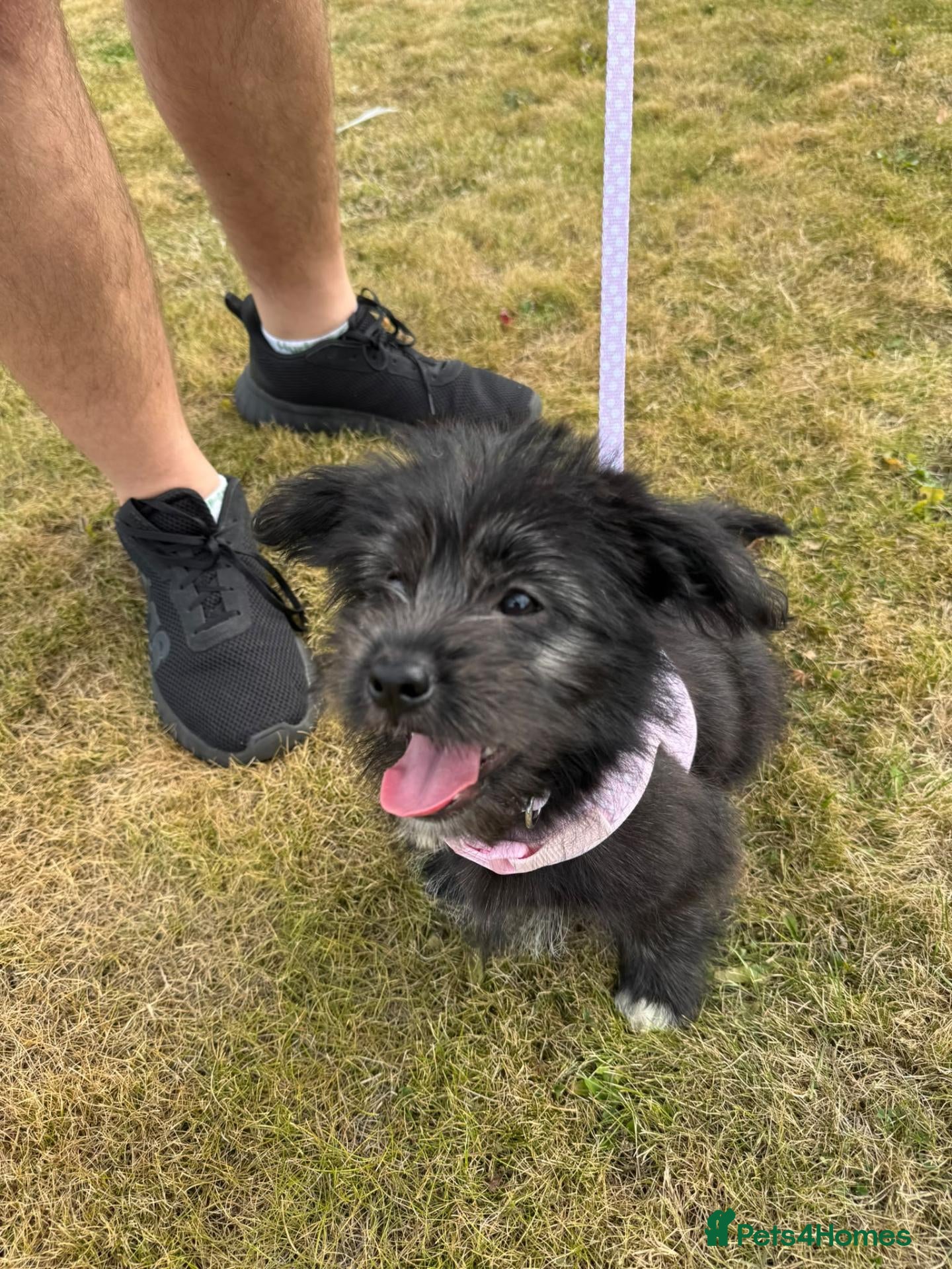 Mixed Breed dogs Shepherd x puppy - Advert 2