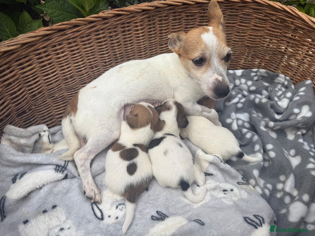 Jack Russell dogs for sale: 3 Jack Russell boy pups - Image 6
