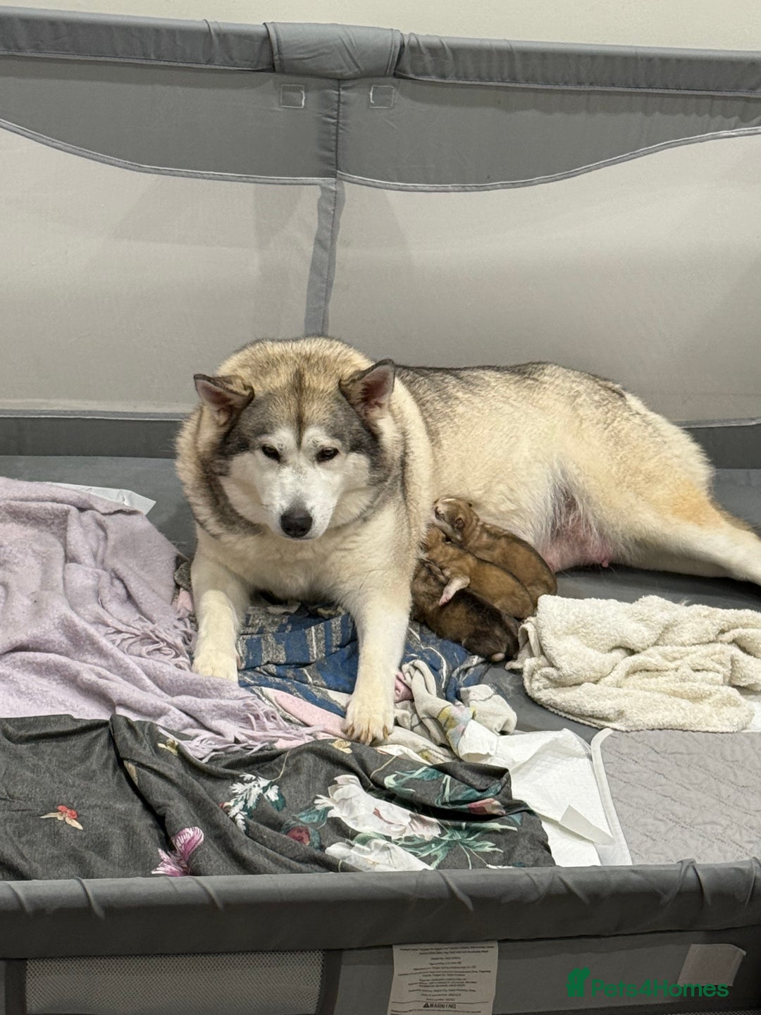 Shepsky dogs for sale: Shepsky pups  - Image 3