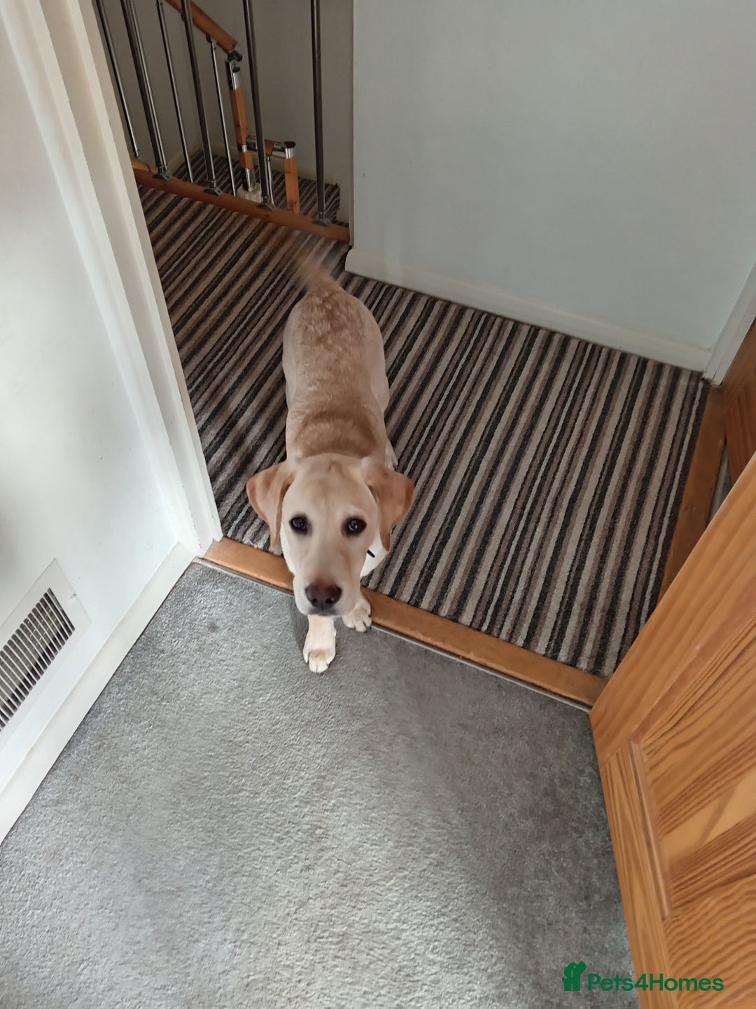 Labrador Retriever dogs for sale: 4 month old female golden labrador  - Image 4