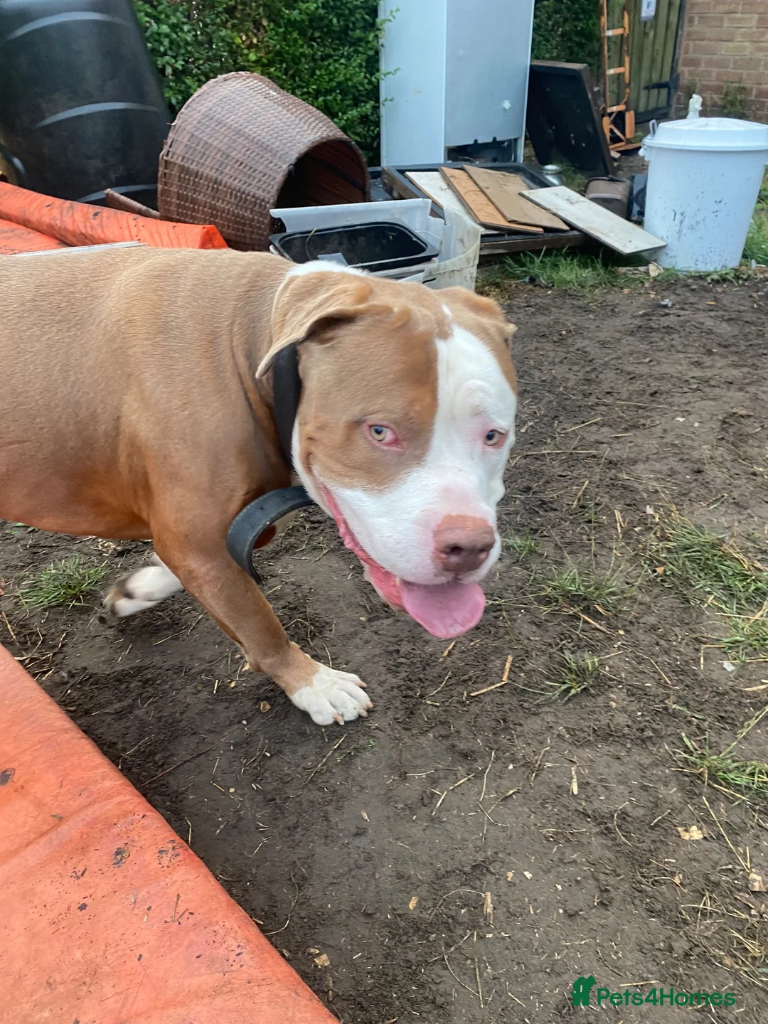 Mixed Breed dogs for sale: FREE URGENT APPEAL  - Advert 1