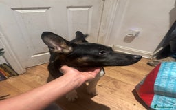 Mixed Breed dogs for sale: Need forever home ❤️ - Image 7